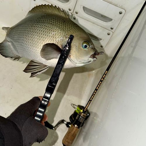 クチブトグレの釣果