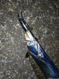 タチウオの釣果