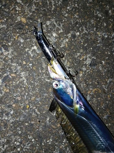 タチウオの釣果