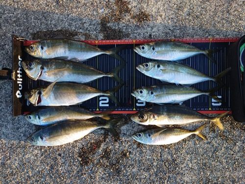 アジの釣果