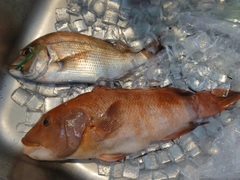 コブダイの釣果