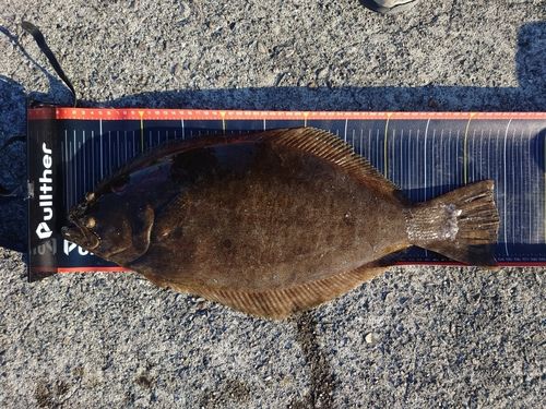 ヒラメの釣果