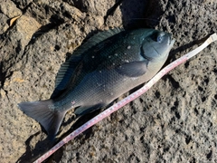 クチブトグレの釣果