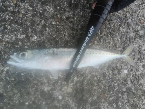 サバの釣果