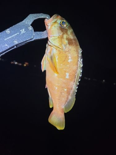 内浦湾（沼津）