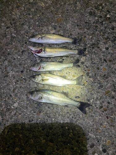 千葉港中央埠頭