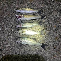 セイゴ（マルスズキ）