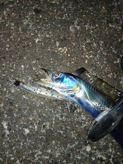 タチウオの釣果