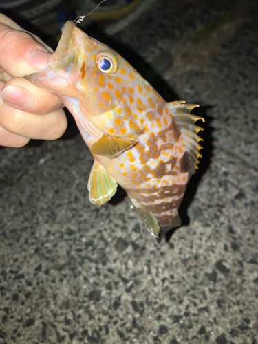 セイゴ（マルスズキ）の釣果