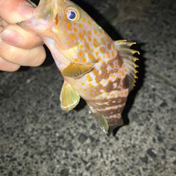 セイゴ（マルスズキ）