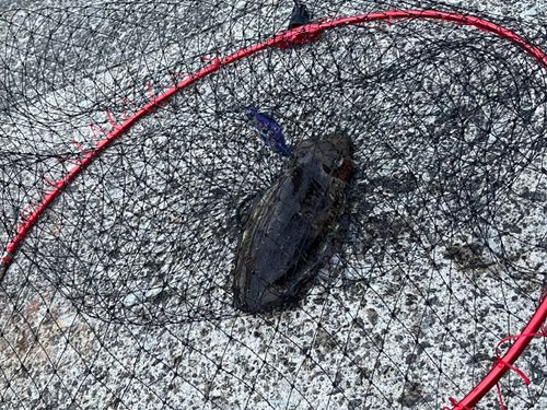 モンゴウイカの釣果