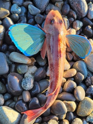 ホウボウの釣果