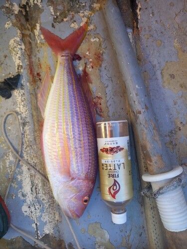 イトヨリダイの釣果