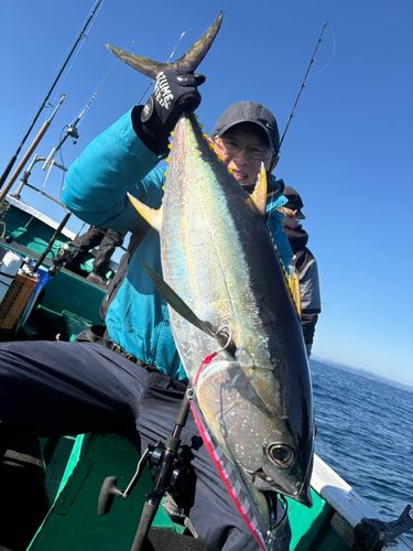 キハダマグロの釣果
