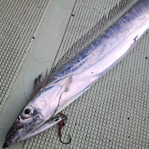 タチウオの釣果