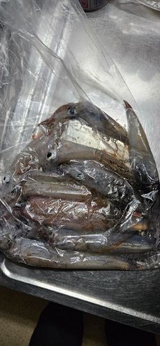 ヤリイカの釣果
