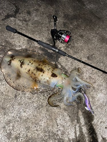 アオリイカの釣果