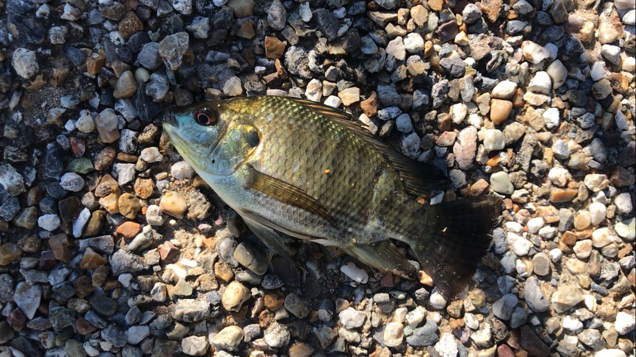 ナイルティラピア