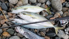 フクラギの釣果