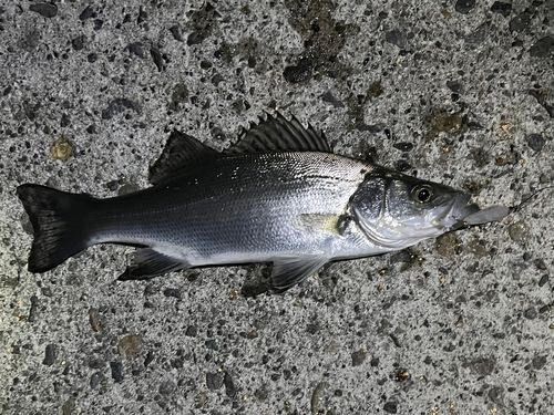 小名浜港市場前