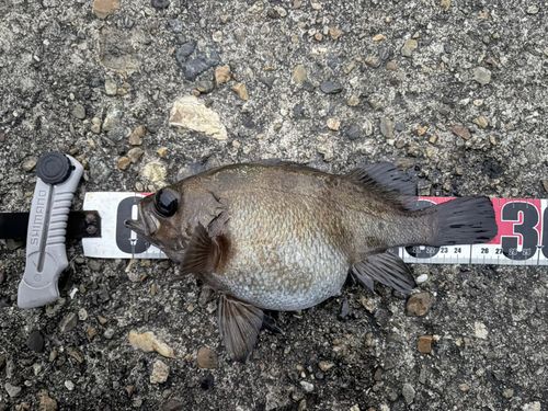 シロメバルの釣果