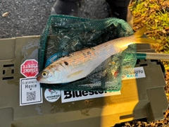 コノシロの釣果