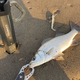 セイゴ（ヒラスズキ）