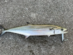サゴシの釣果