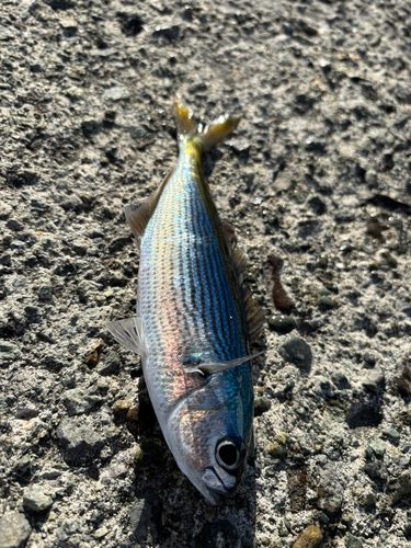 タカベの釣果