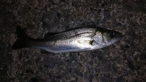 コノシロの釣果