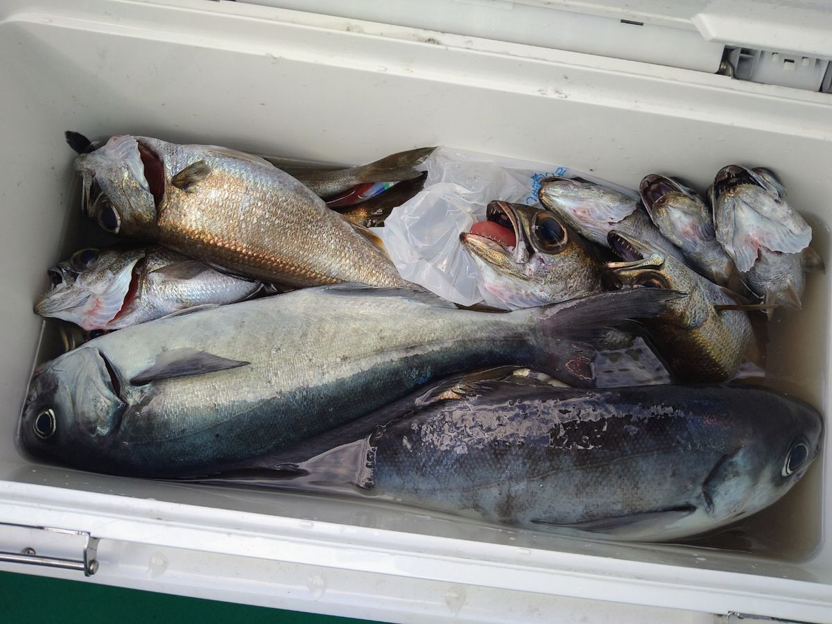 浜田丸さんの釣果 3枚目の画像