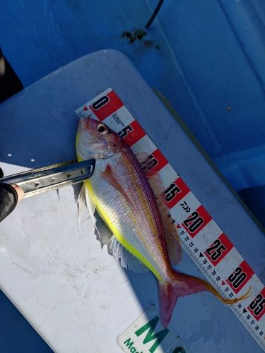 イトヨリダイの釣果