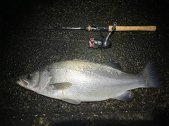 ヒラスズキの釣果