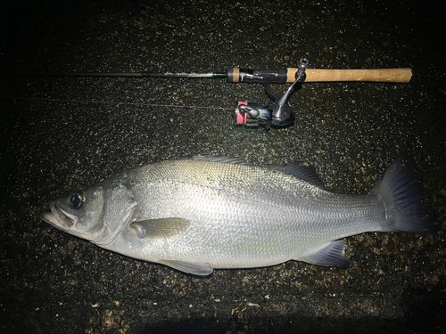 ヒラスズキの釣果