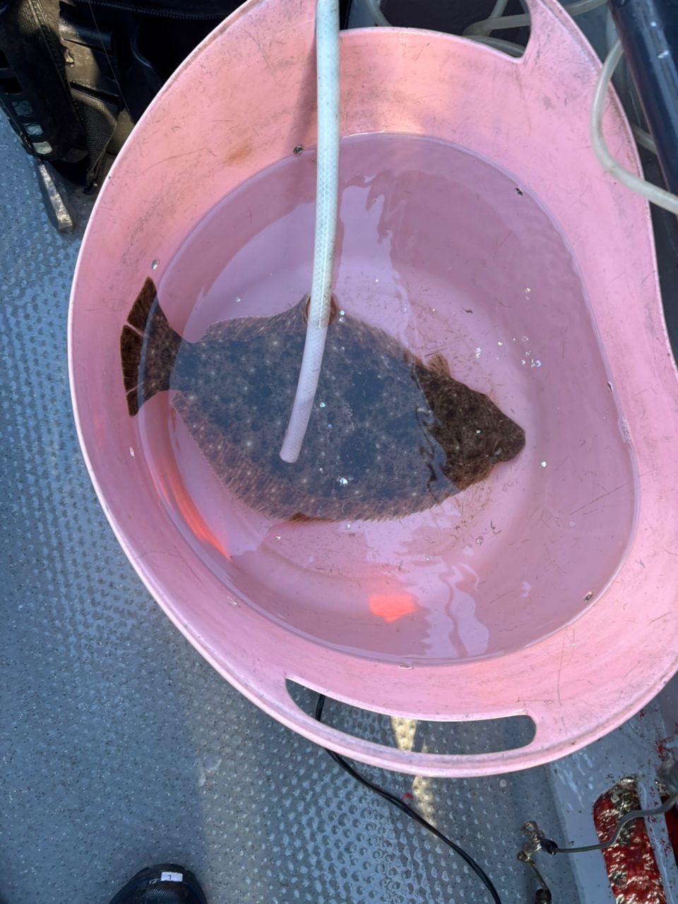 detakaさんの釣果 1枚目の画像