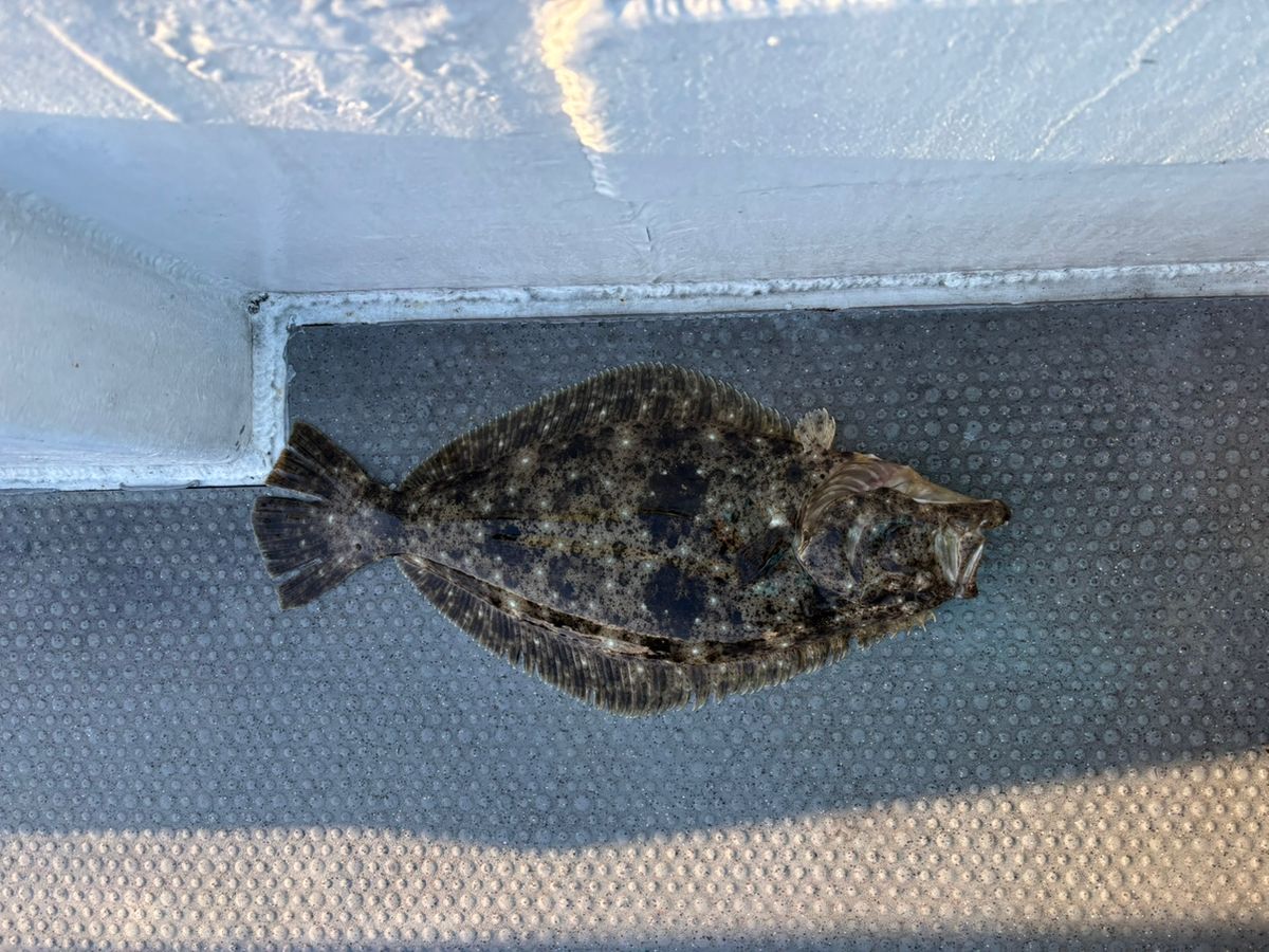 detakaさんの釣果 2枚目の画像