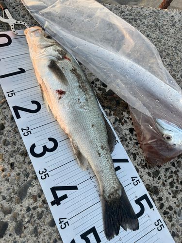 シーバスの釣果