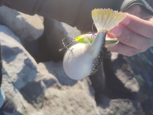 クサフグの釣果