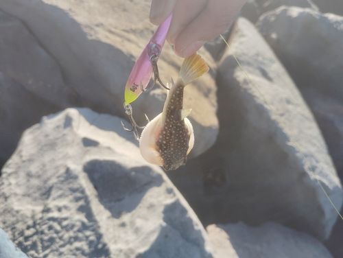 クサフグの釣果