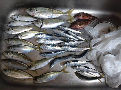 アジの釣果