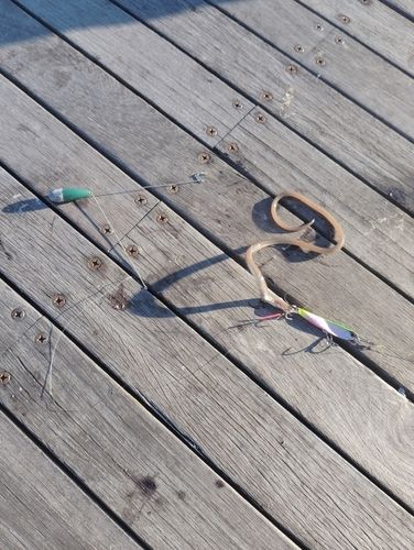 ダイナンウミヘビの釣果