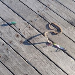 ダイナンウミヘビ