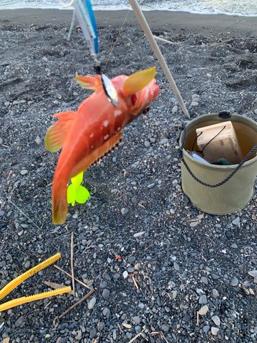 アカハタの釣果