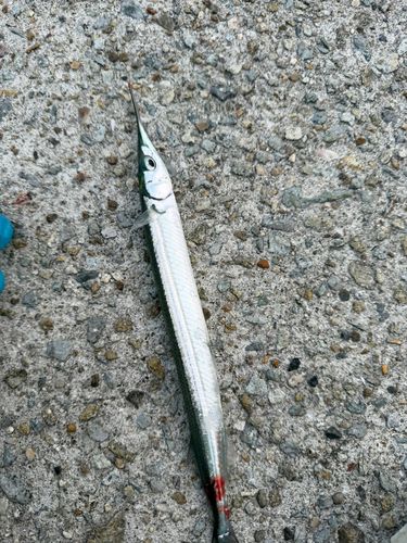 塩屋漁港（大阪）