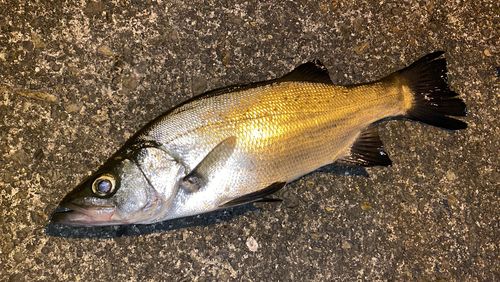 フッコ（ヒラスズキ）の釣果