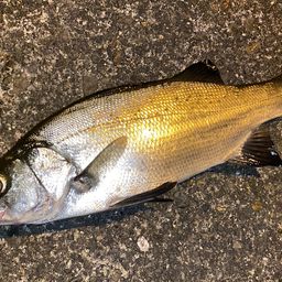 フッコ（ヒラスズキ）