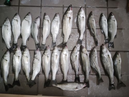 セイゴ（ヒラスズキ）