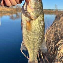 ラージマウスバス