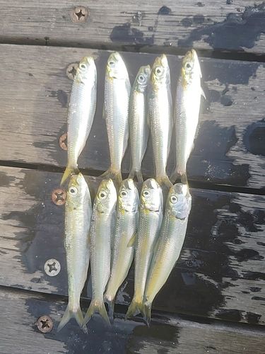 カタボシイワシ