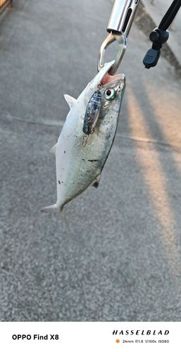 イケカツオの釣果